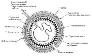 Streptococcus pyogenes - бактерия стрептококка