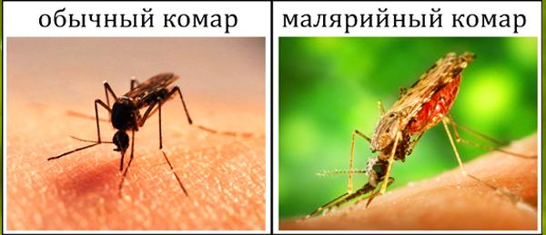 Отличия Anopheles от обычного комара