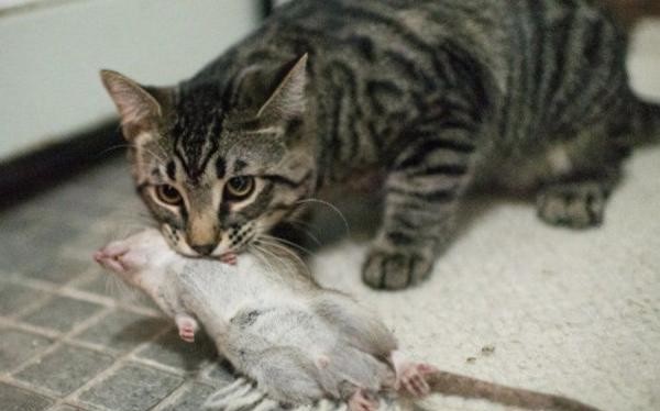 Кот грызет крысу