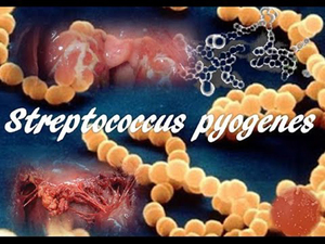 Стрептококк - бактерии и заболевание