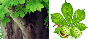 Листья и плоды конского каштана для лечения насморка