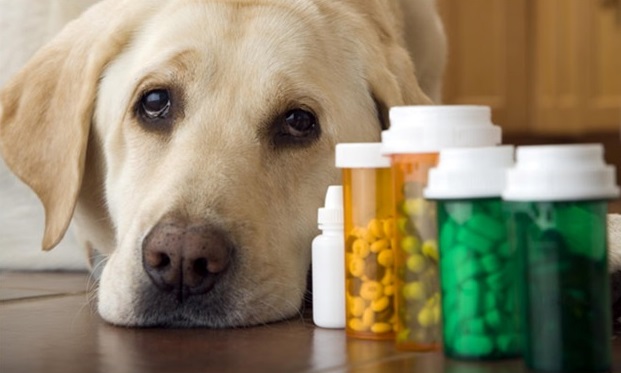 Запас лекарств для помощи собаке