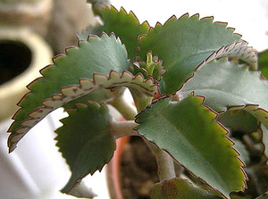 Каланхоэ Дергемона - фото растения